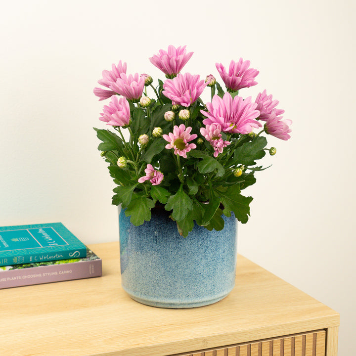 Mum | Pink Dream