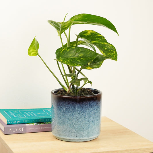 Devil's Ivy | Goldfinger | Potted Houseplants