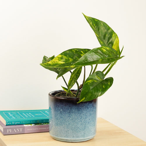 Devil's Ivy | Goldfinger