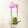 Phalaenopsis Orchid | Cascade Pink