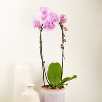 Phalaenopsis Orchid | Cascade Pink
