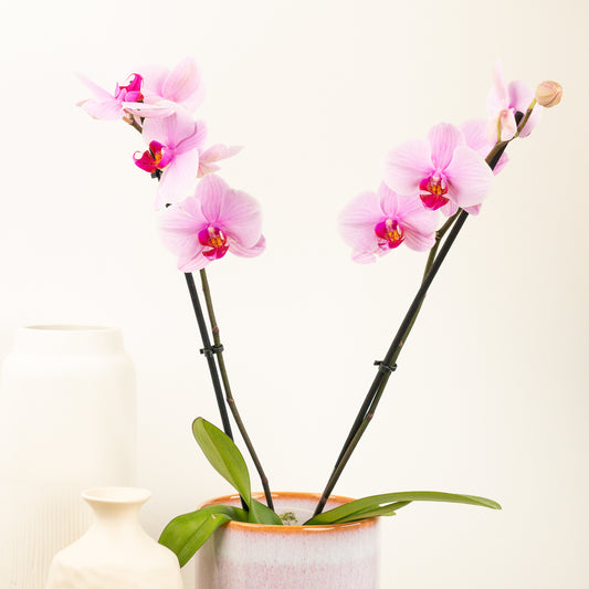 Phalaenopsis Orchid | Pink Pearl | Plant Gifts
