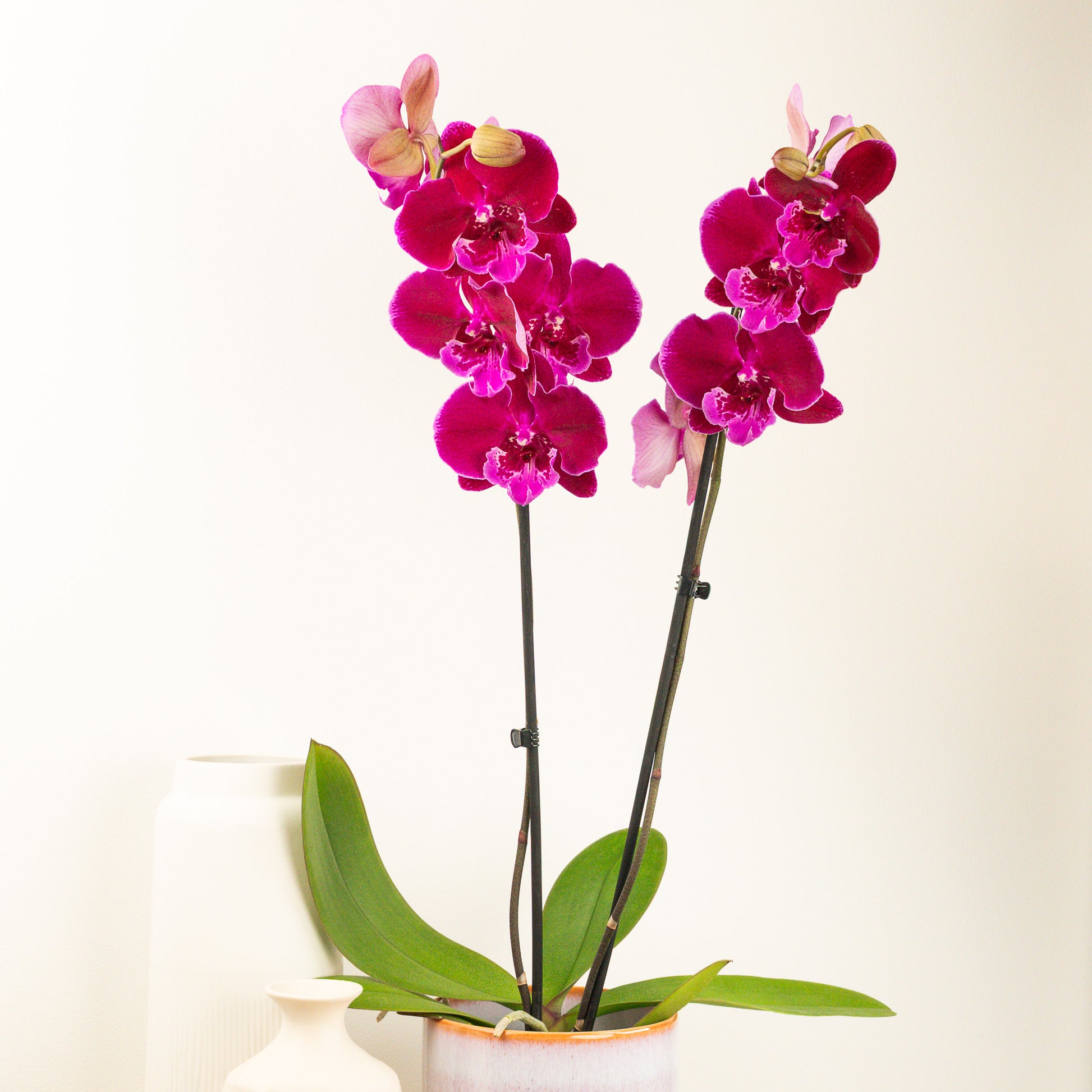 Phalaenopsis Orchid | Animal Print