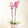Phalaenopsis Orchid | Joanne