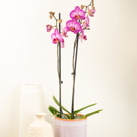 Phalaenopsis Orchid | Joanne