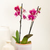 Phalaenopsis Orchid | Lassie