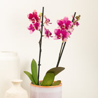 Phalaenopsis Orchid | Lassie