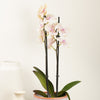 Phalaenopsis Orchid | Peace & Joy