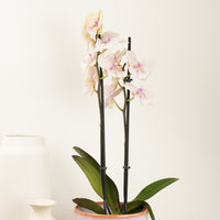 Phalaenopsis Orchid | Peace & Joy