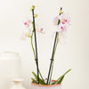 Phalaenopsis Orchid | Dinah