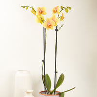 Phalaenopsis Orchid | Chettah