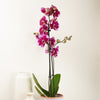 Phalaenopsis Orchid | Fiction