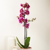 Phalaenopsis Orchid | Fiction