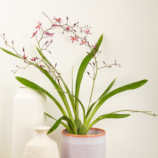 Dancing Ladies Orchid | Mieke Von Holm | Hard To Find | Indoor Plants On Sale