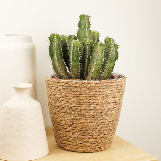 Fishbone Thistle | Potted Houseplants