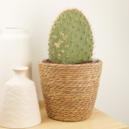 Prickly Pear Cactus | Grande | Perfect Plants for Under £50