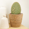 Prickly Pear Cactus | Grande