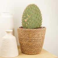 Prickly Pear Cactus | Grande