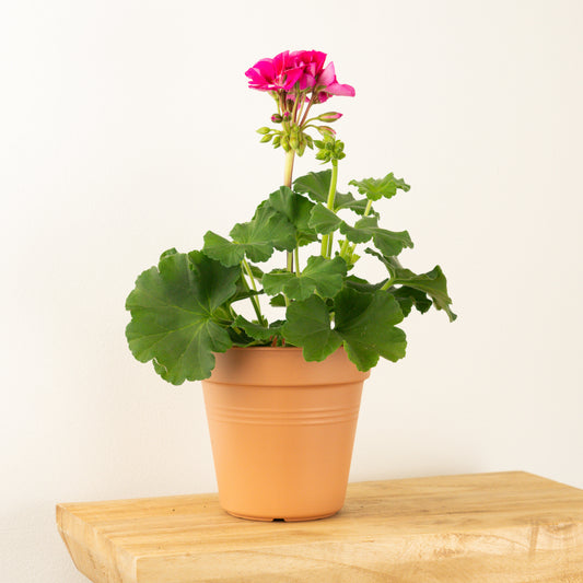 Pelargonium | Violet | 