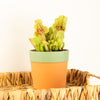 Trumpet Pitcher Plant | Fly Catcher | Purpurea Venosa