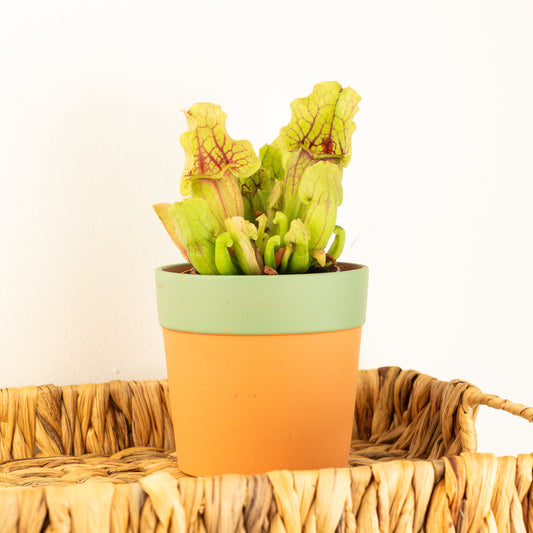 Trumpet Pitcher Plant | Fly Catcher | Purpurea Venosa | Carnivorous Plants