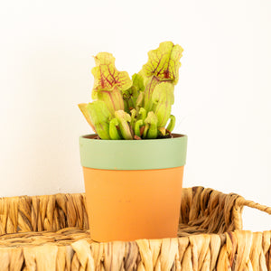 Trumpet Pitcher Plant | Fly Catcher | Purpurea Venosa - Indoor Plant