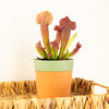 Trumpet Pitcher Plant | Fly Catcher | Maroon