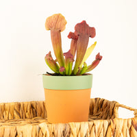 Trumpet Pitcher Plant | Fly Catcher | Maroon