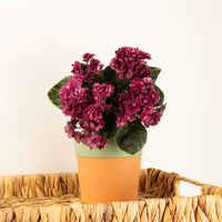 Double Maroon African Violet Tropical Indoor Houseplant