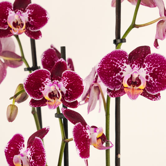 Phalaenopsis Orchid | Fierce | Perfect Plants for Under £50