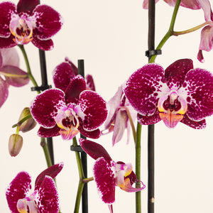Phalaenopsis Orchid | Fierce - Indoor Plant