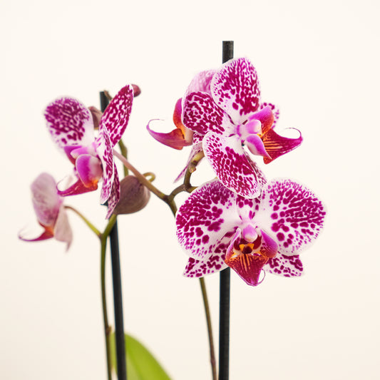 Phalaenopsis Orchid | Cadiz | Indoor Plants On Sale