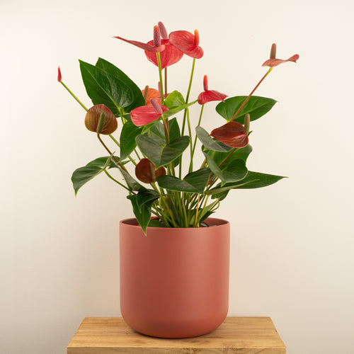 Flamingo Flower | Adios Red