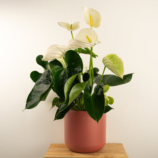 Flamingo Flower | White | Perfect Plants for Under £50
