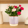 Flowering Rose | Double Pink