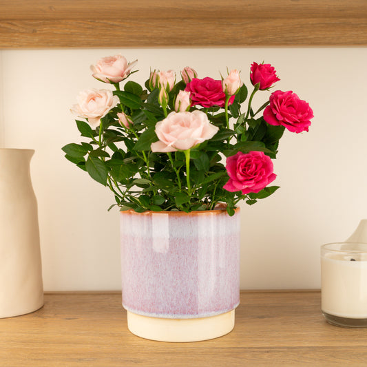 Flowering Rose | Double Pink | 
