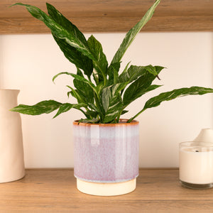 Peace Lily | Variegated Diamond - Indoor Plant