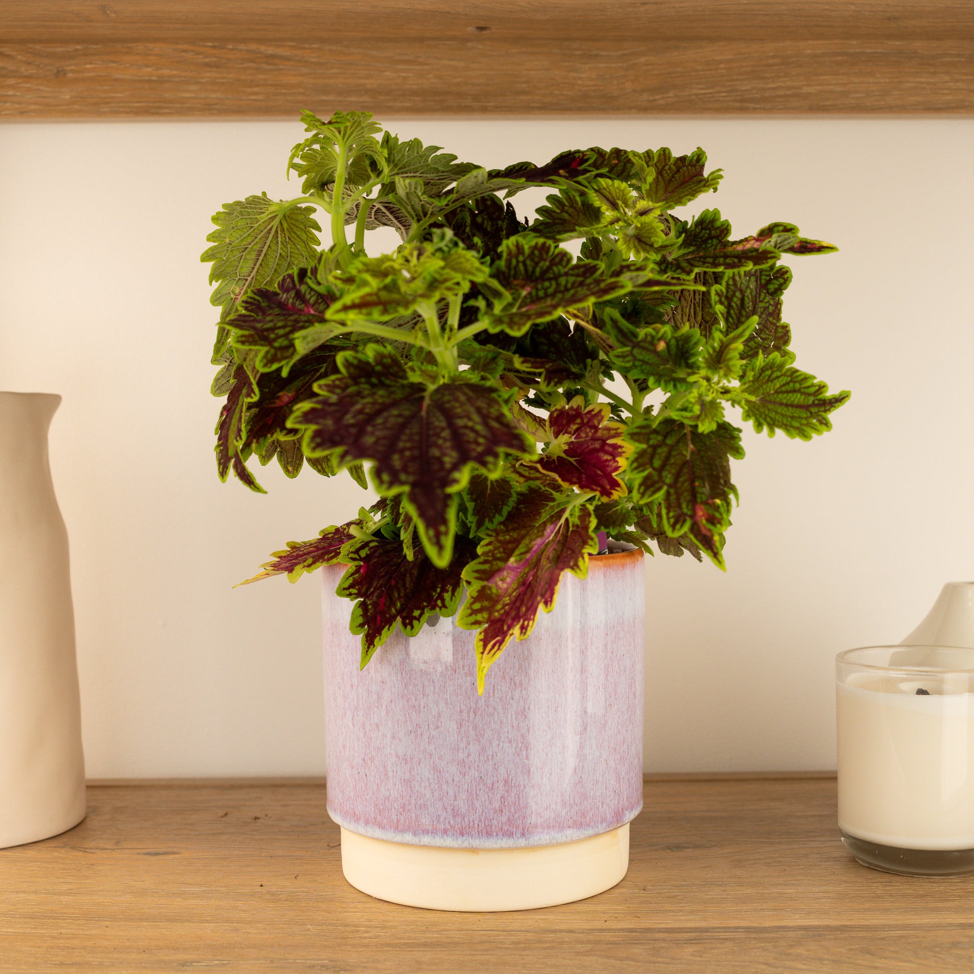 Flame Nettle | Bouron Street