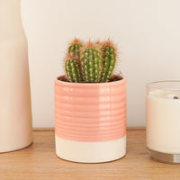 Wooly Cactus