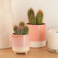 Mexican Cactus