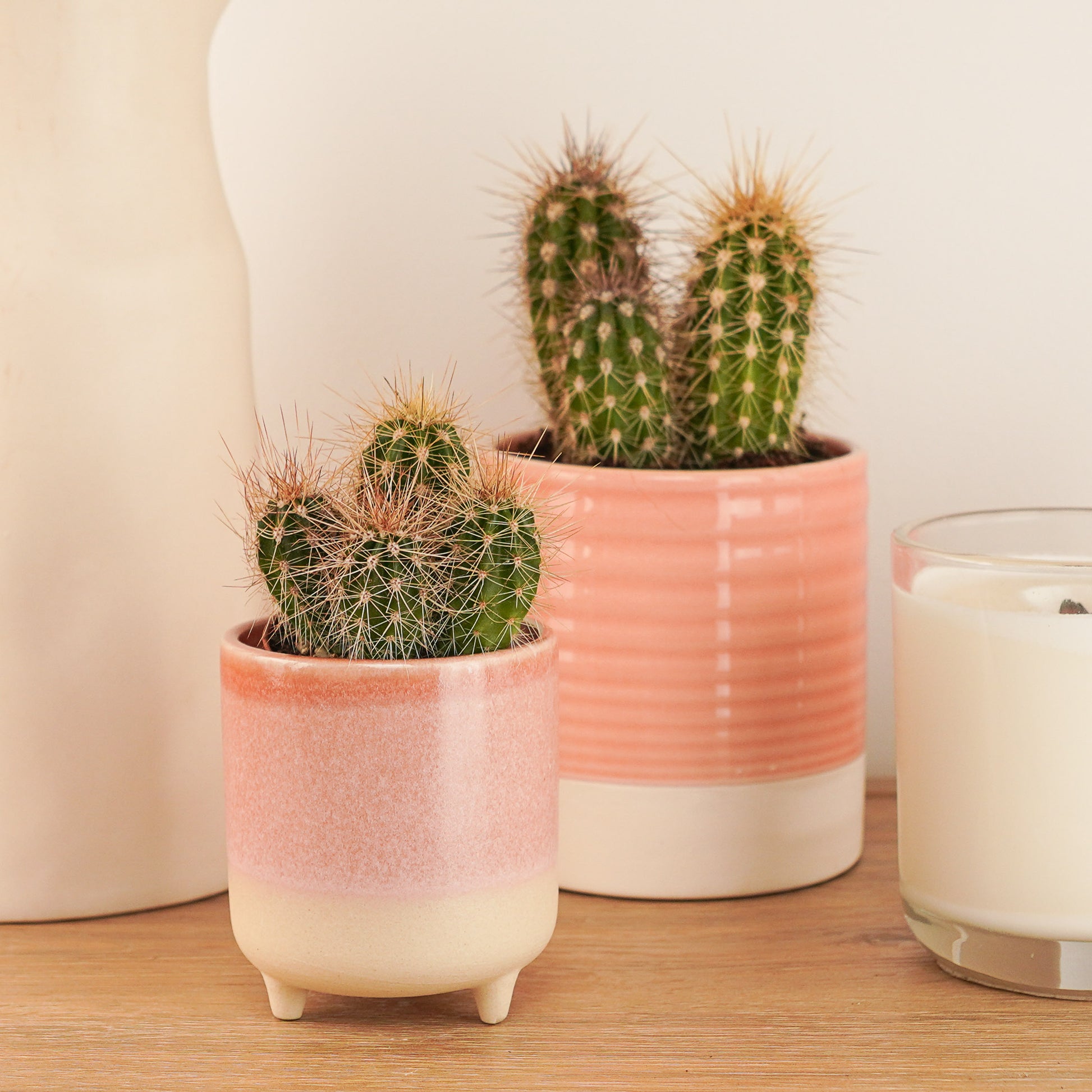 Mexican Cactus