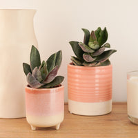 Silver Dollar Plant | Lotus