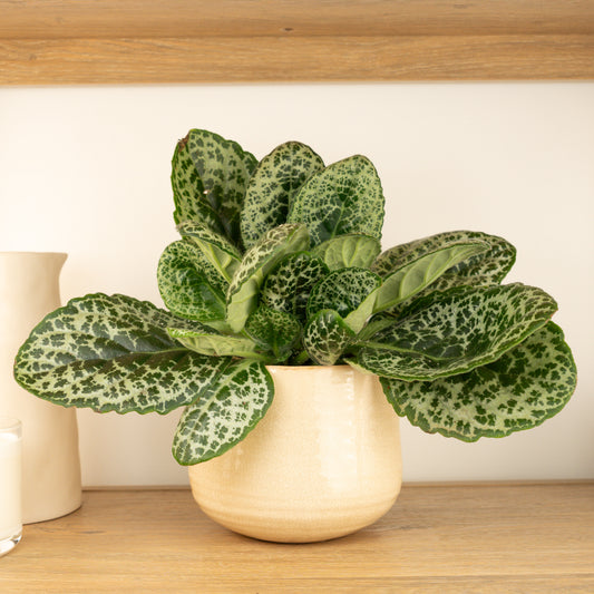 Streptocarpus | Pretty Turtle | Large Leaf Plants