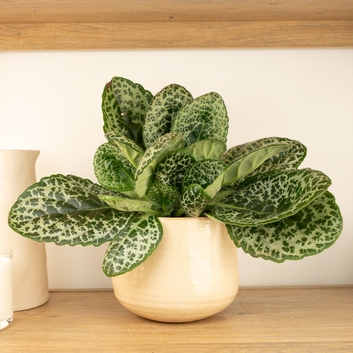Streptocarpus | Pretty Turtle