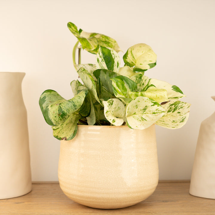 Pothos | Manjula