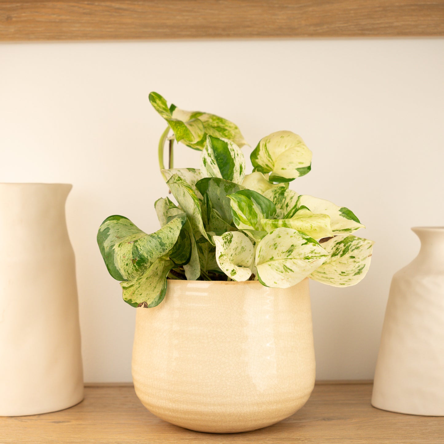 Pothos | Manjula