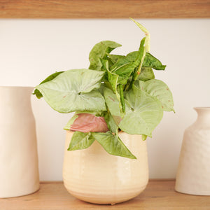 Arrowhead Vine | Milk Confetti | Rare Plant - Indoor Plant