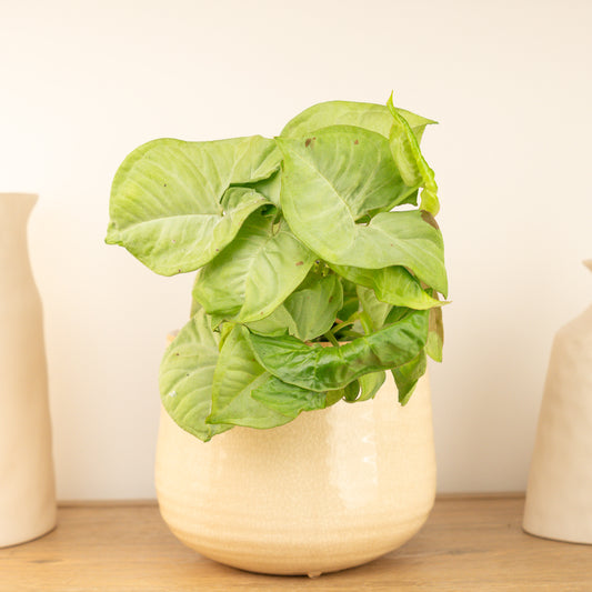 Arrowhead Vine | Confetti | Rare Plant | Perfect Plants for Under £30