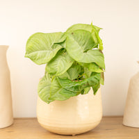 Arrowhead Vine | Confetti | Rare Plant