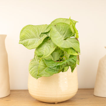 Arrowhead Vine | Confetti | Rare Plant